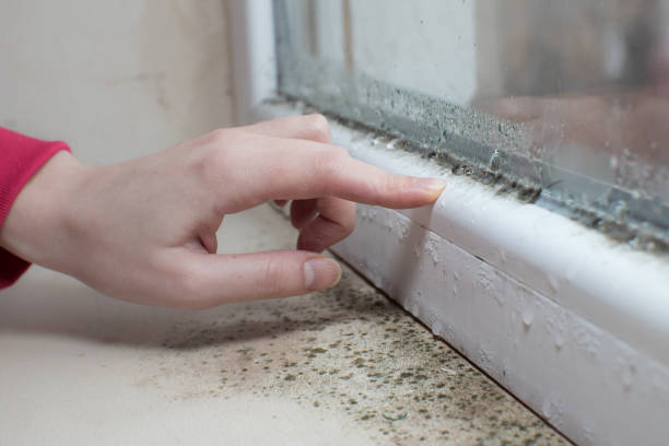 Best Real Estate Mold Inspection  in Cutten, CA